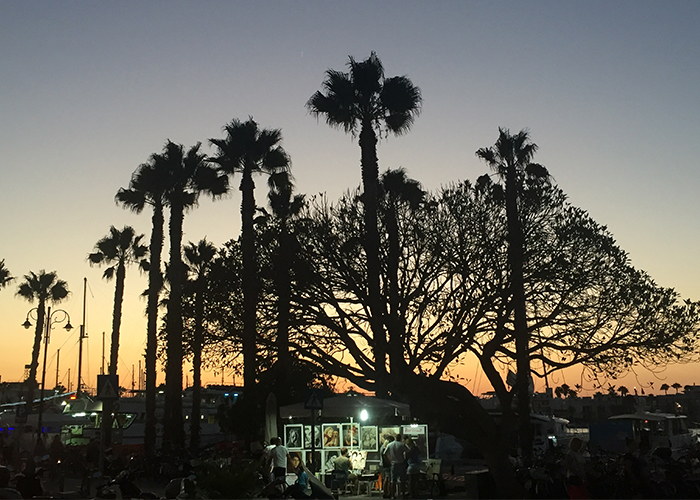 palm